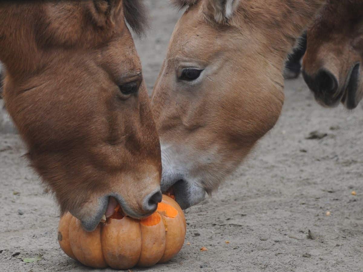 Two horses eating a pumpkin