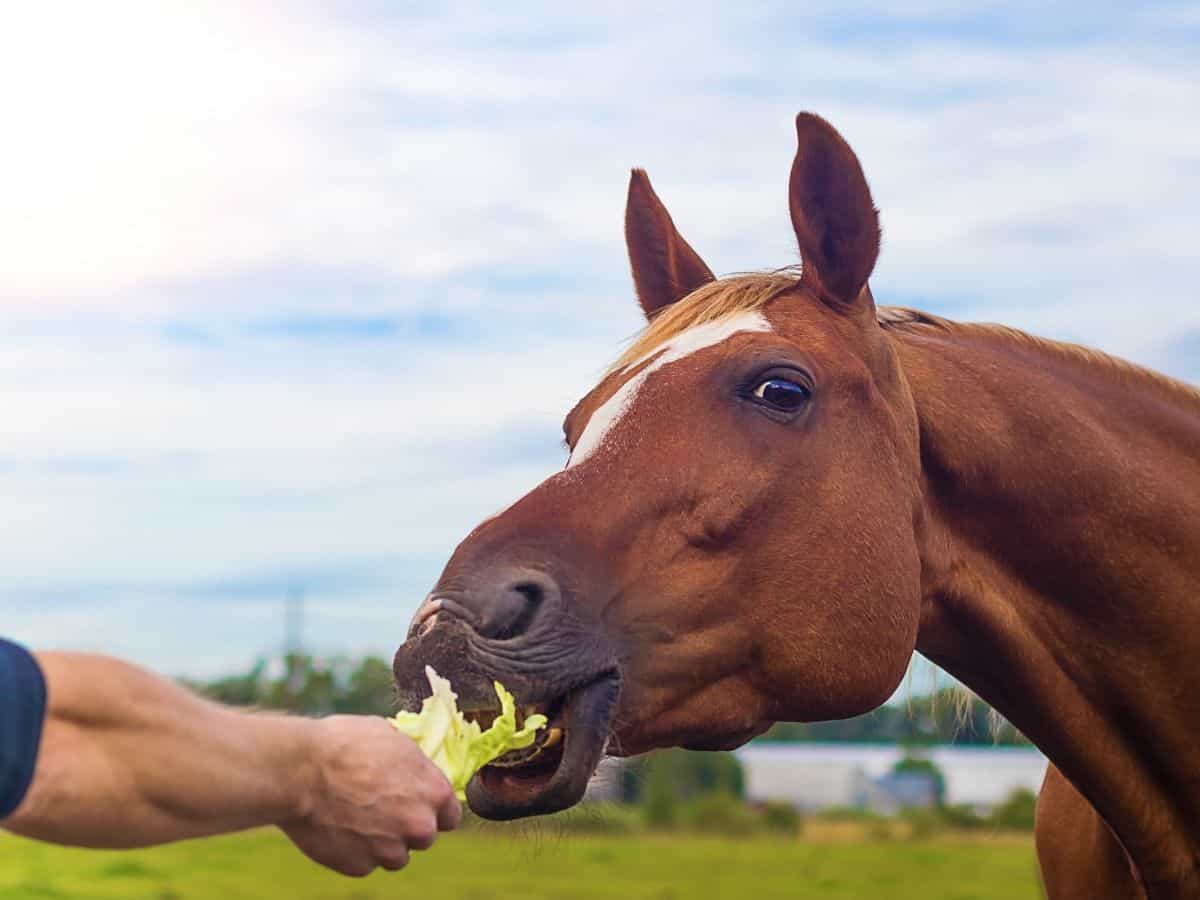Horse eating lettuce