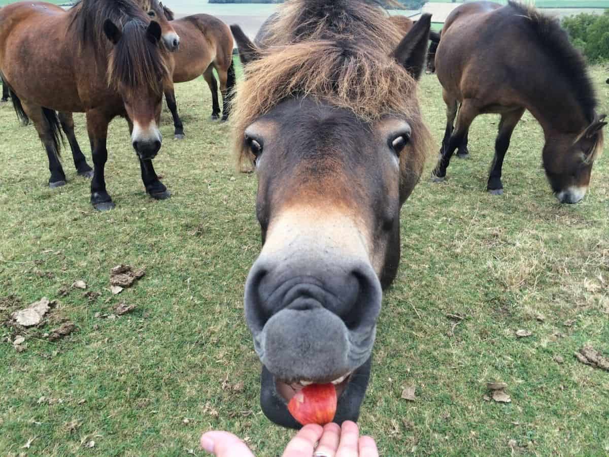 Hand holding apple out to horse