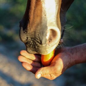 Hand holding a carrot to horse