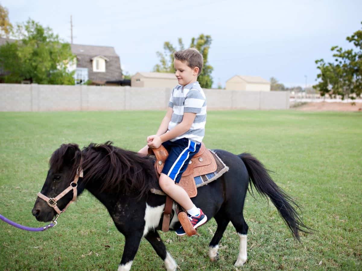 Boy in striped shirt on pony