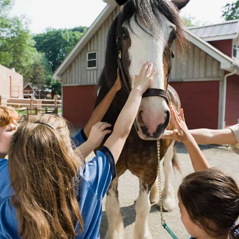 Kids petting a horses nose