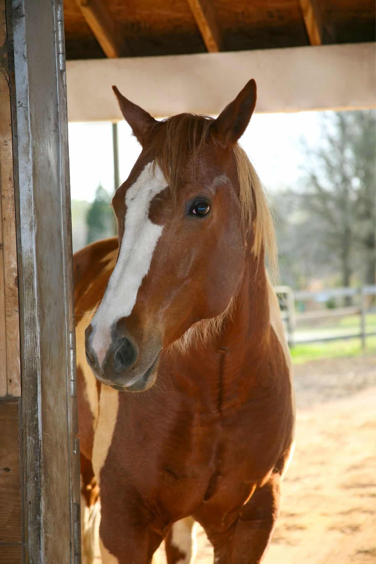 Brown horse with white markings in barn