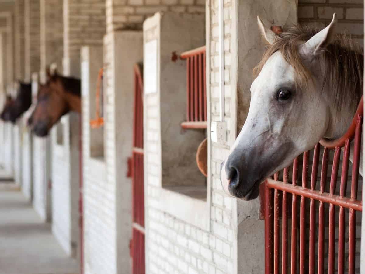Horse stalls with white brick and red bars