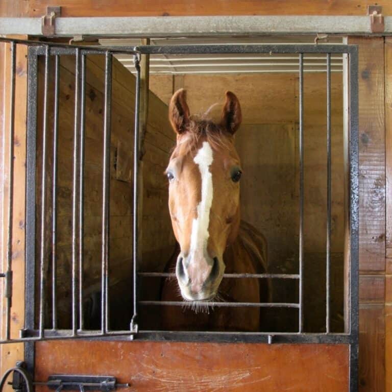 Brown and white horse in stall with bars around opening