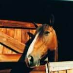 Brown and white horse peering out around wooden barn door