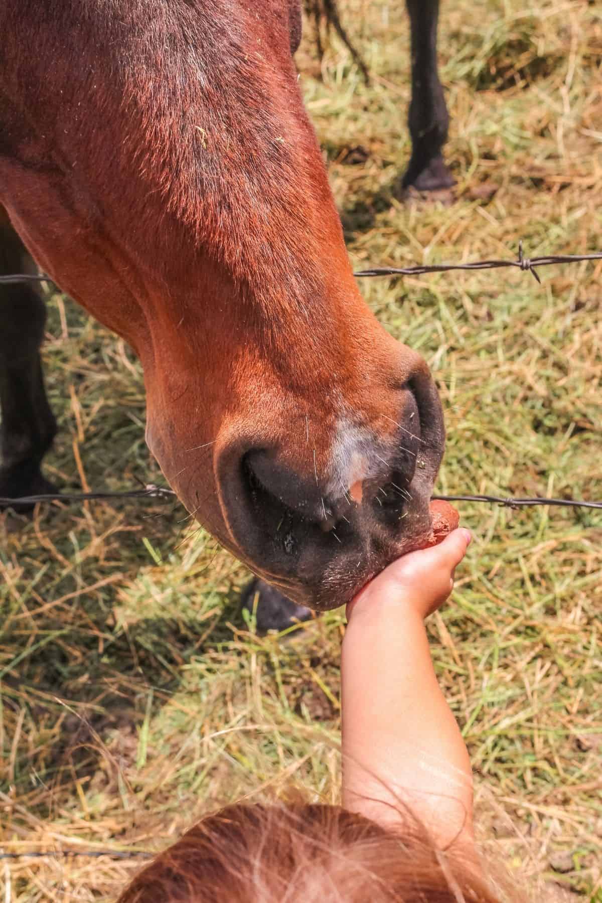 Hand holding food out to brown horse