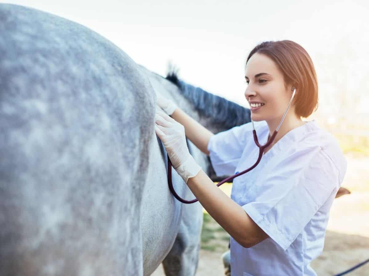 Woman with stethoscope against gray horse