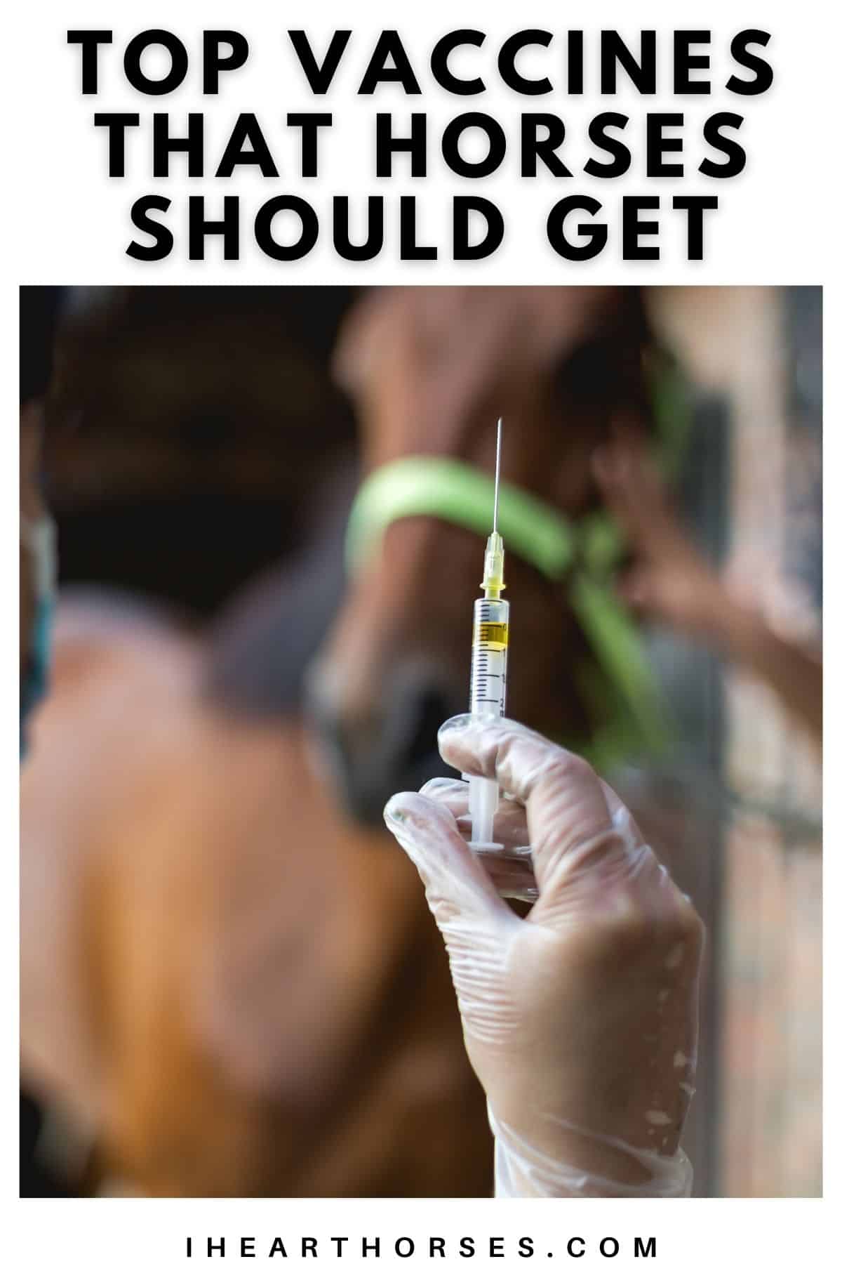 Syringe in foreground with horse in background