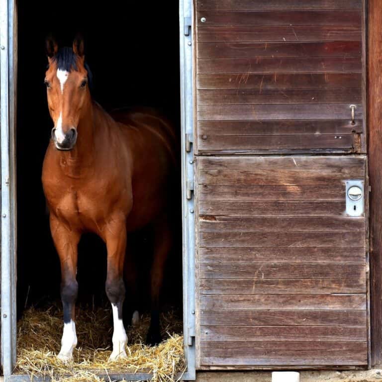Brown and white horse standing in barn stall door