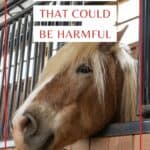 Blonde horse with white banners that say items in your barn that could be harmful
