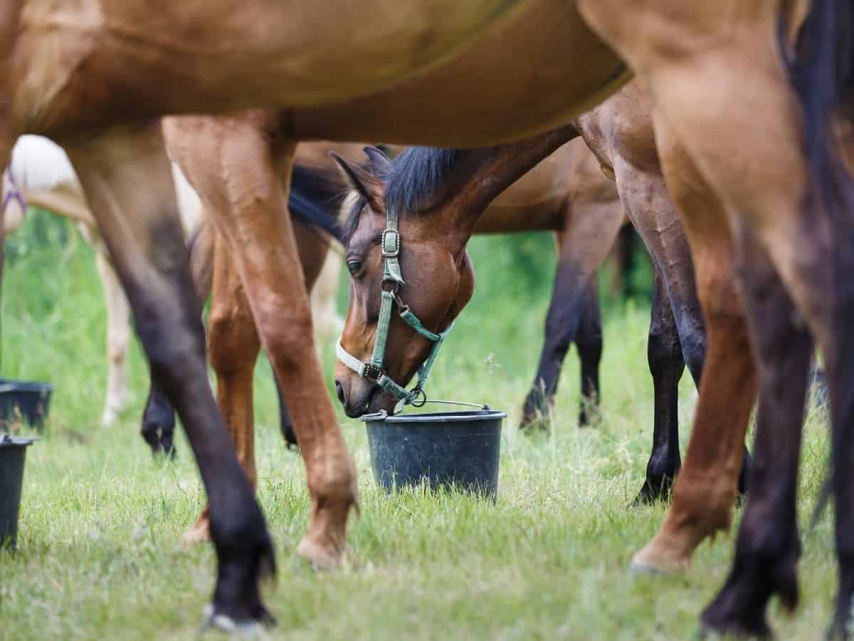 Horses in field eating from black bucket