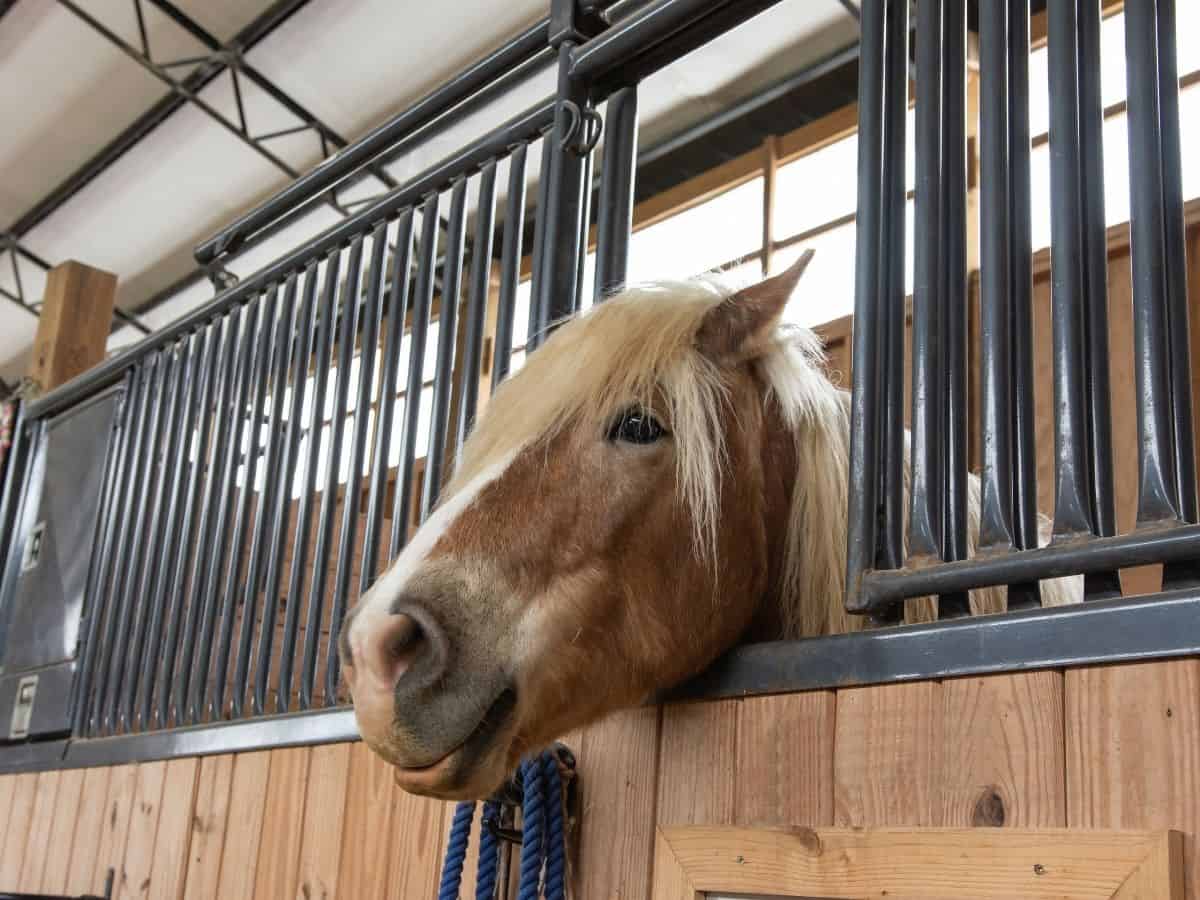 Blonde horse poking head through stall