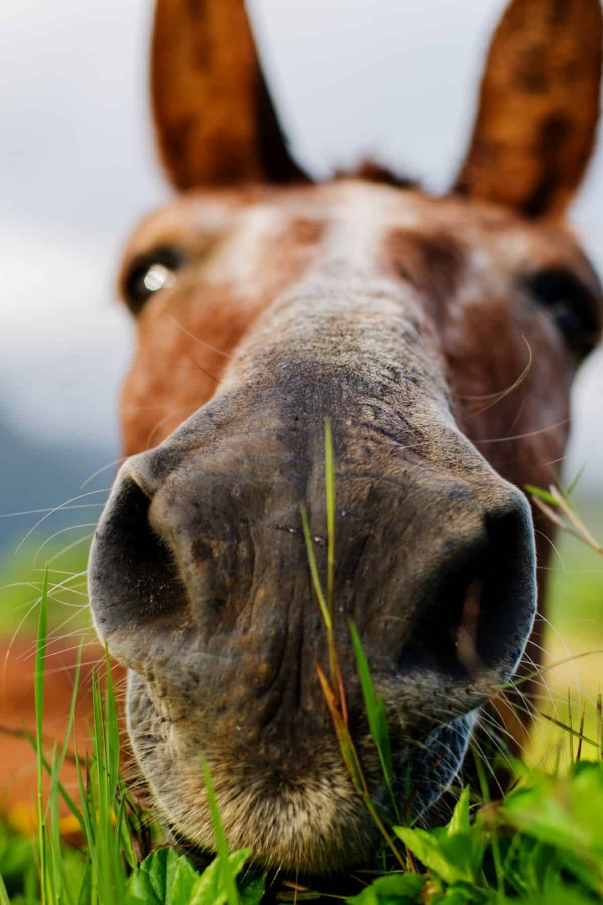 Close up horse face eating grass