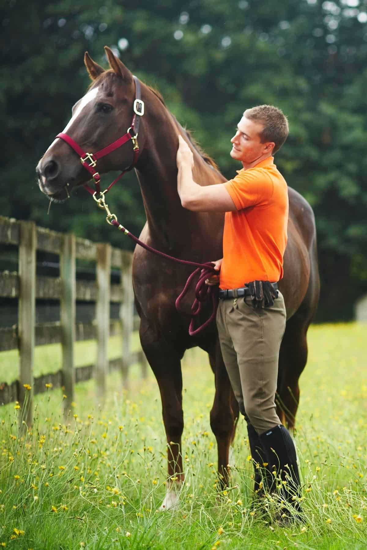 Man in orange grooming horse in field