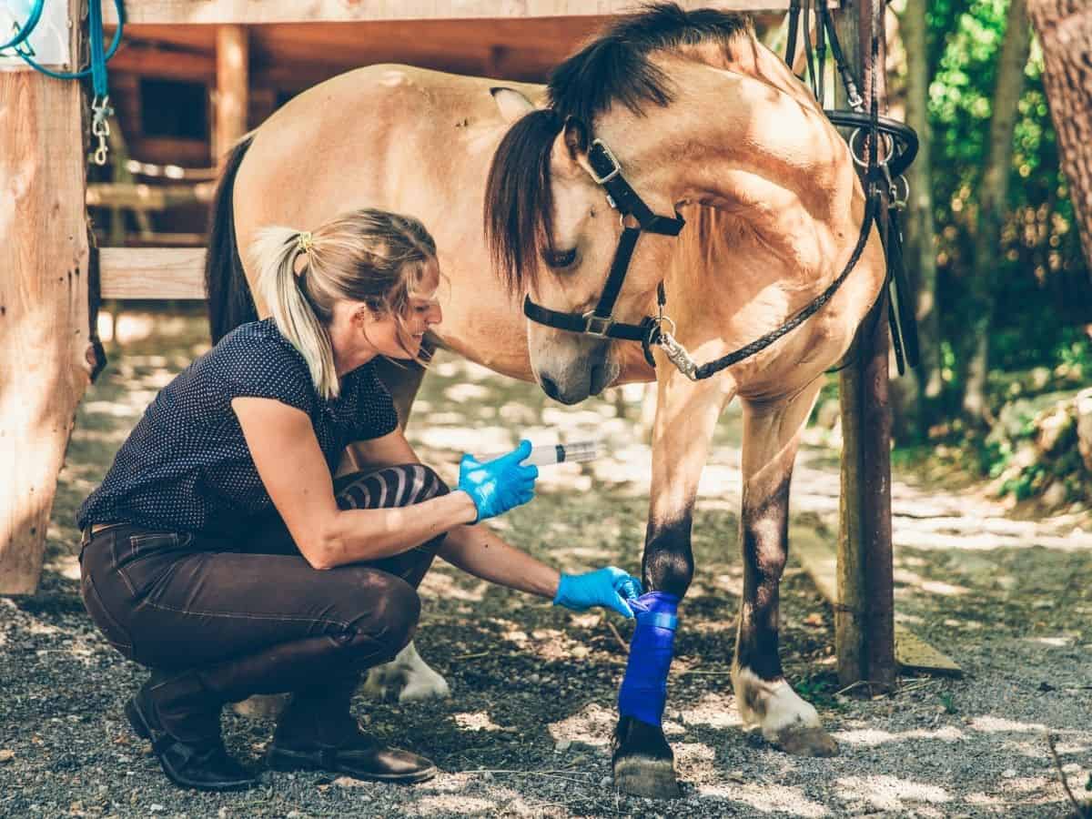 Woman applying bandage to blonde horse