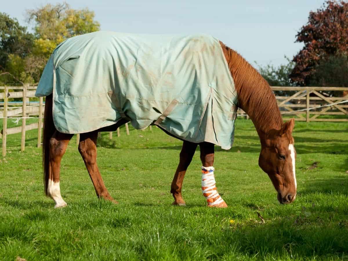 Brown horse in field with light teal blanket