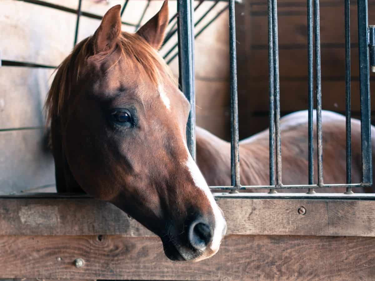 Horse in stall with bars