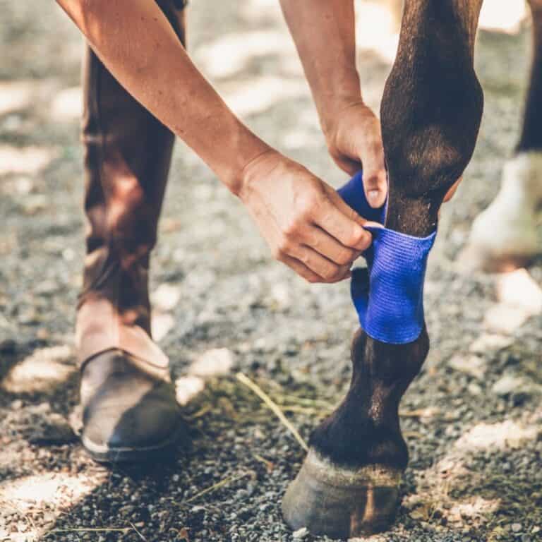 Hands wrapping brown horse leg with purple tape