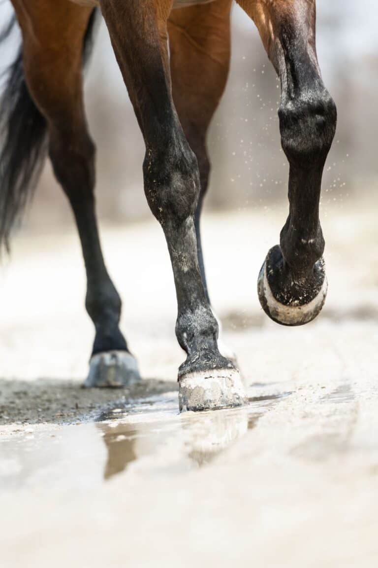 5 Common Hoof Problems to Avoid During the Rainy Season