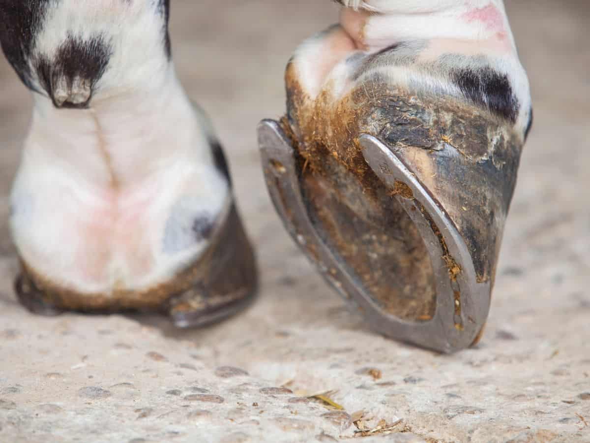 Black and white horse hoof with one hoof up
