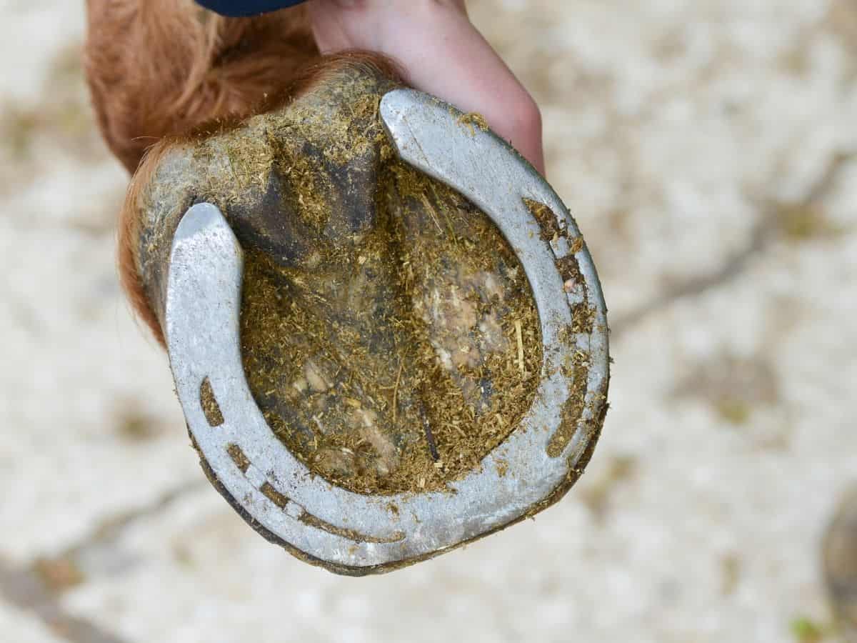 Horse hoof with manure in hoof
