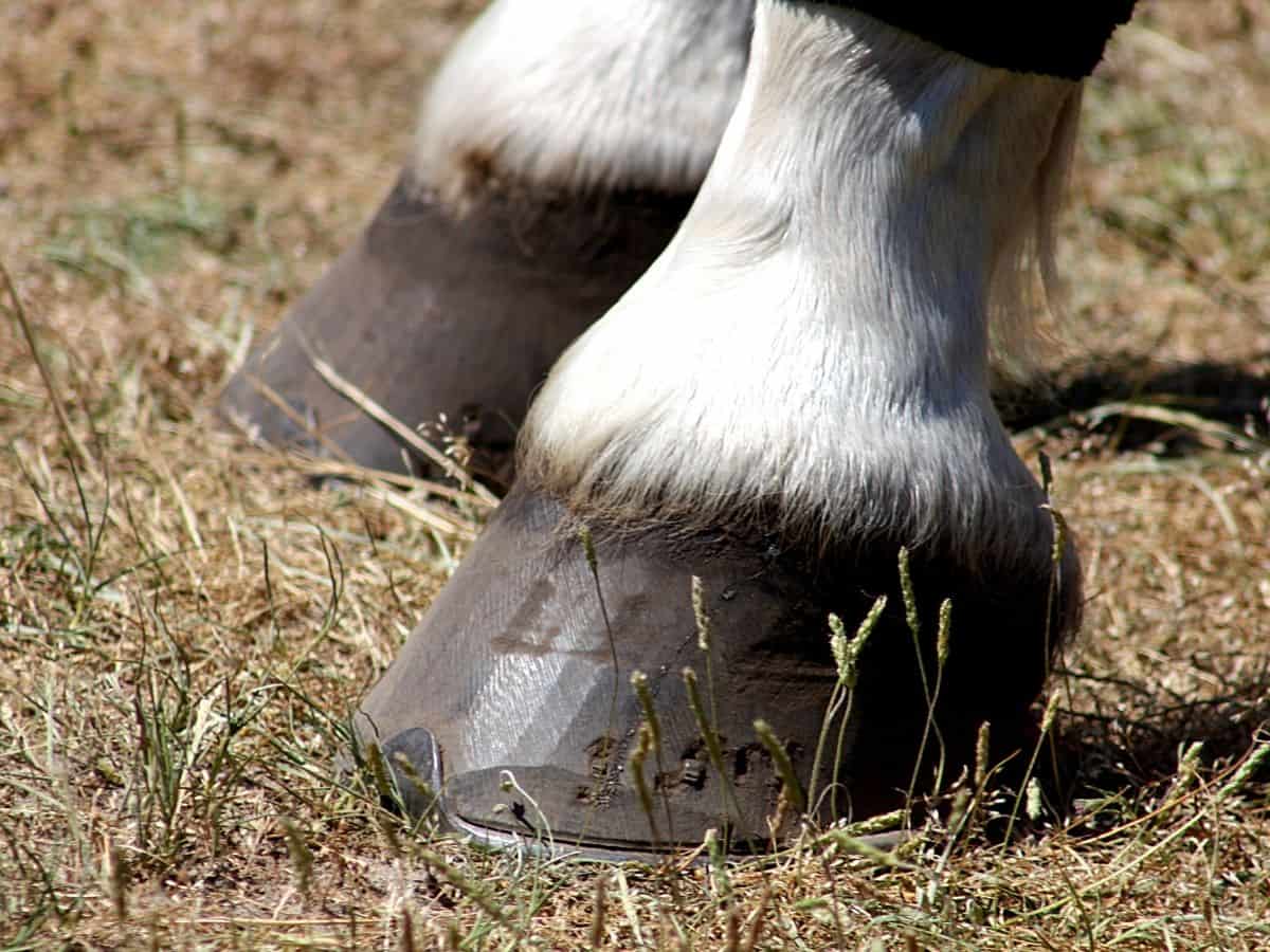 White leg on black hoof on grass