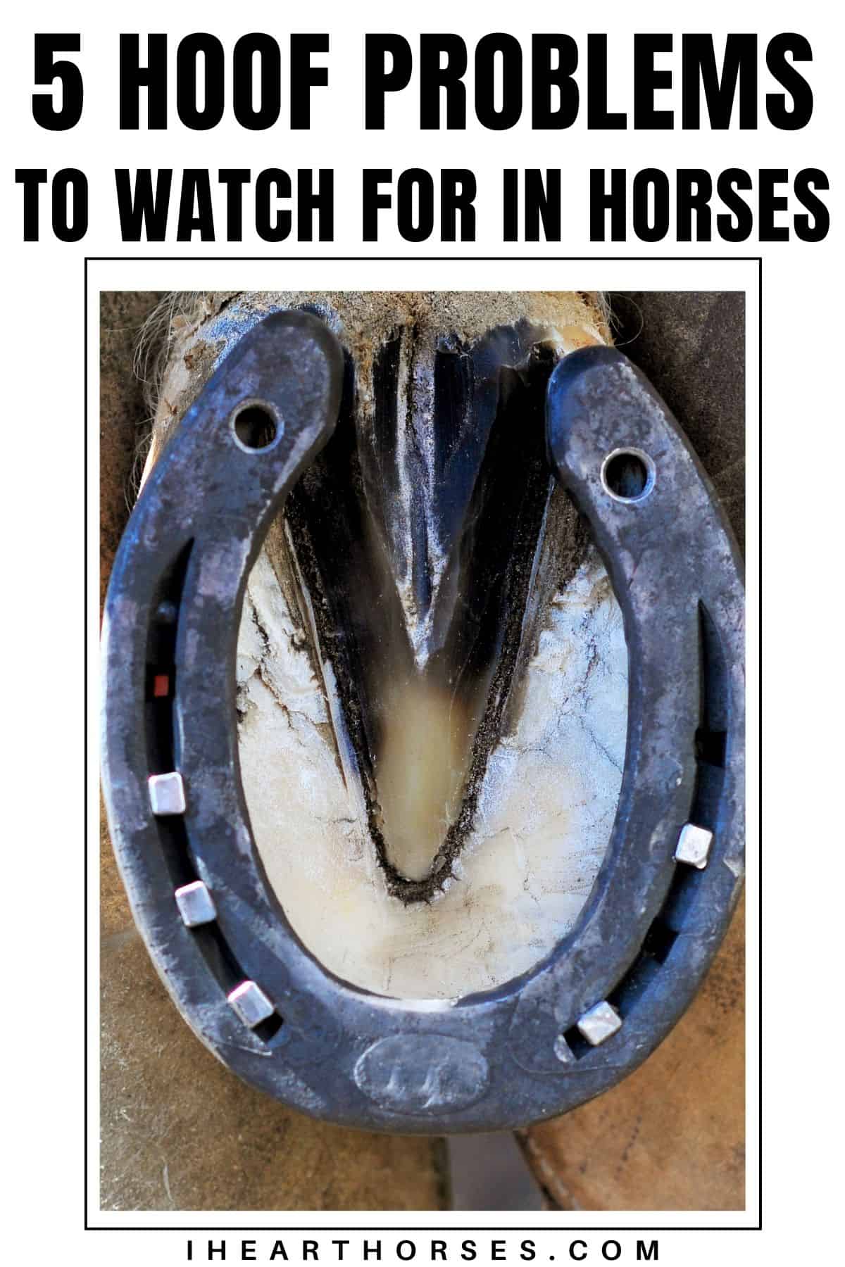 Close up of horse hoof with banner saying 5 hoof problems to watch for in horses