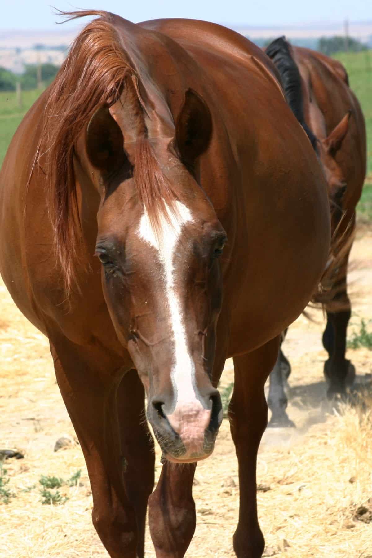 Close up of brown pregnant mare