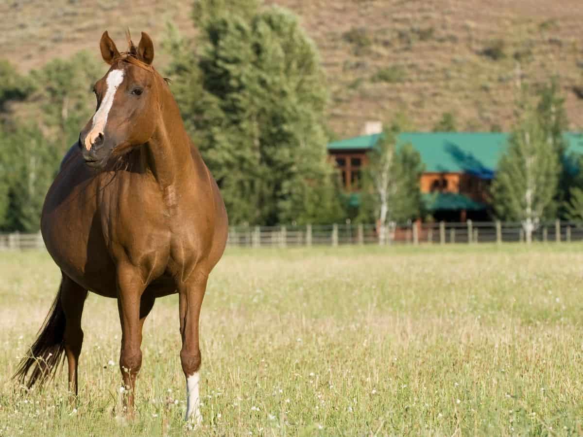 Brown pregnant mare in field by green roofed house