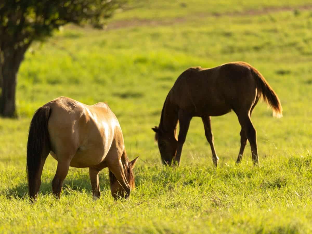 Two horses in field by tree eating