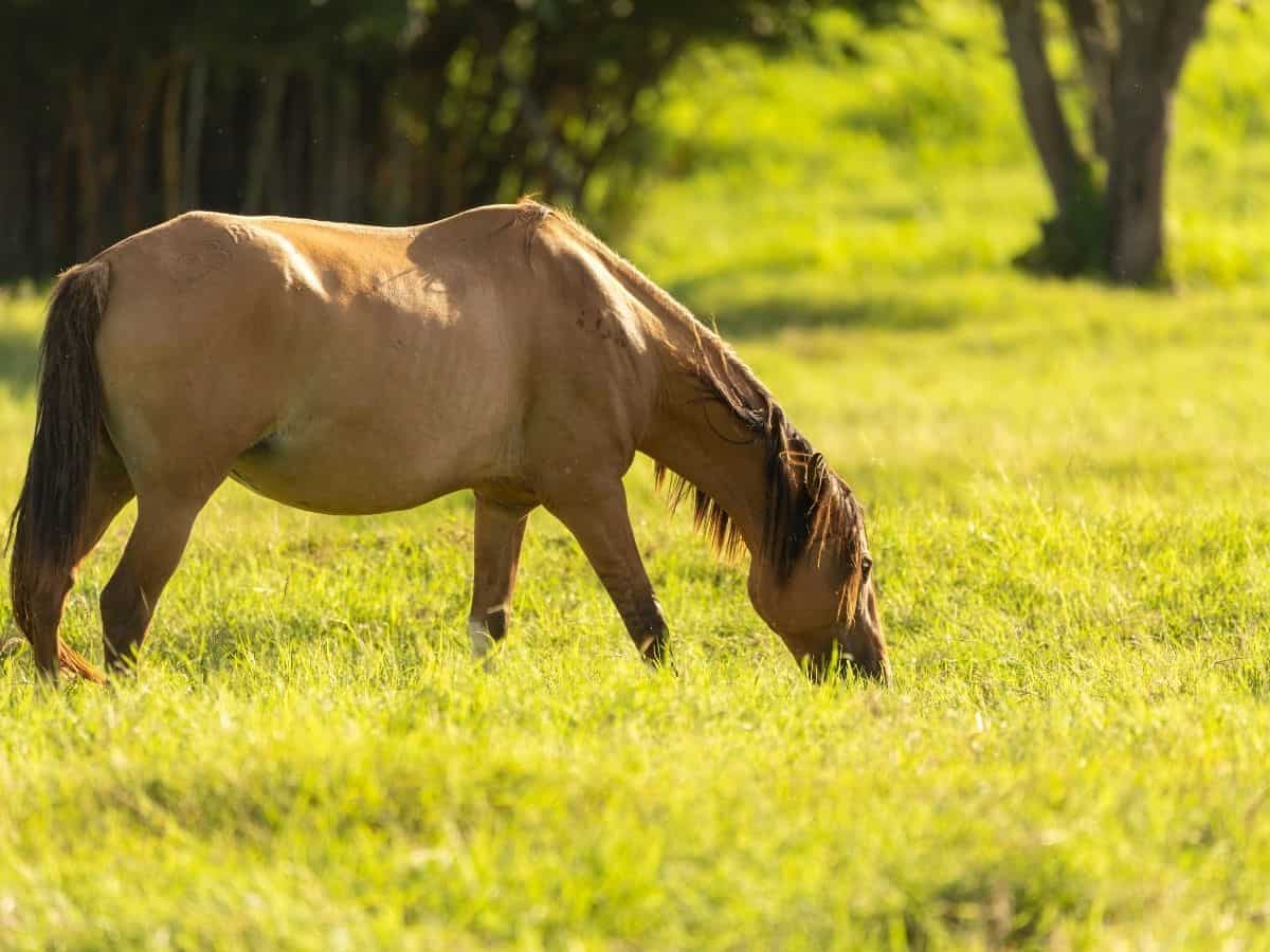 Blonde horse eating next to tree