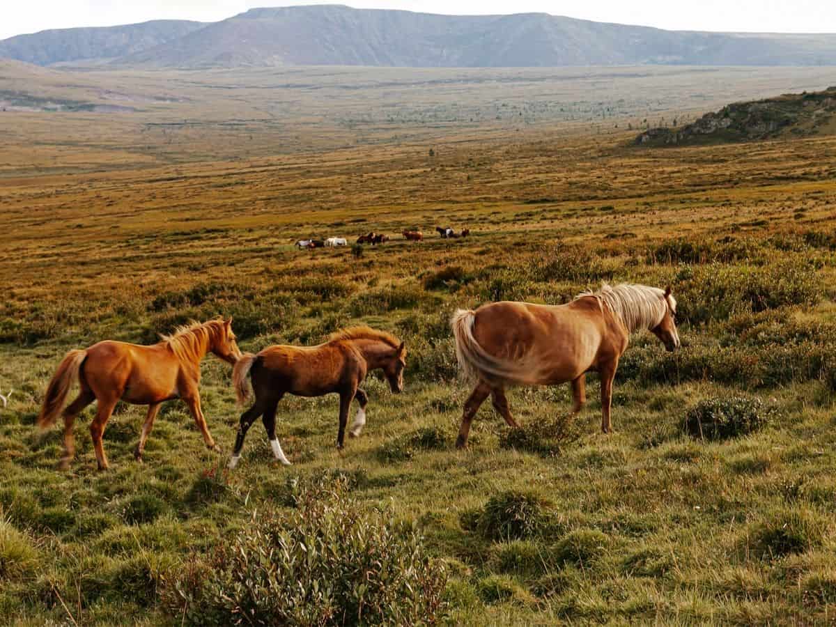 Blonde horses in field