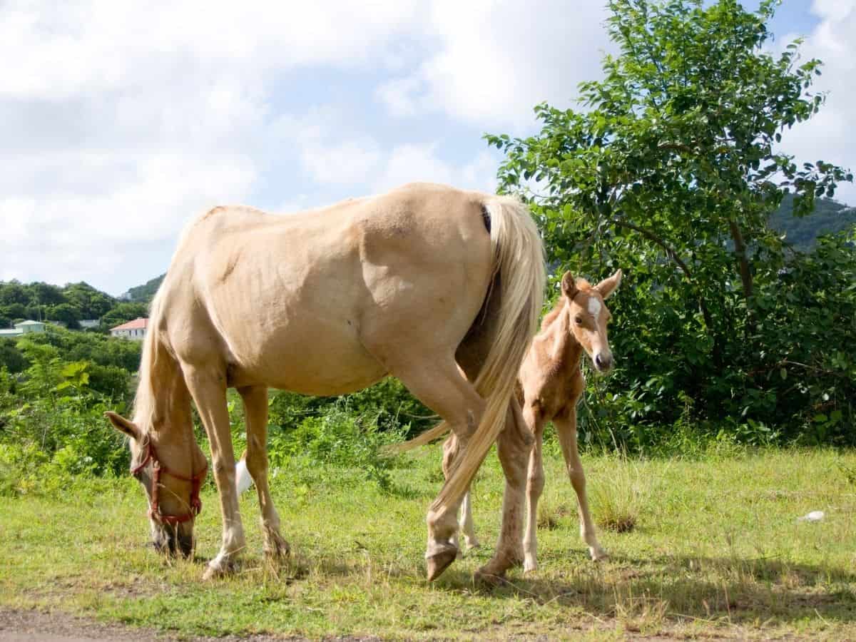 White horse with foal eating in pasture