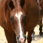 Brown pregnant mare with orange banner on top of image that says 8 common mare pregnancy issues