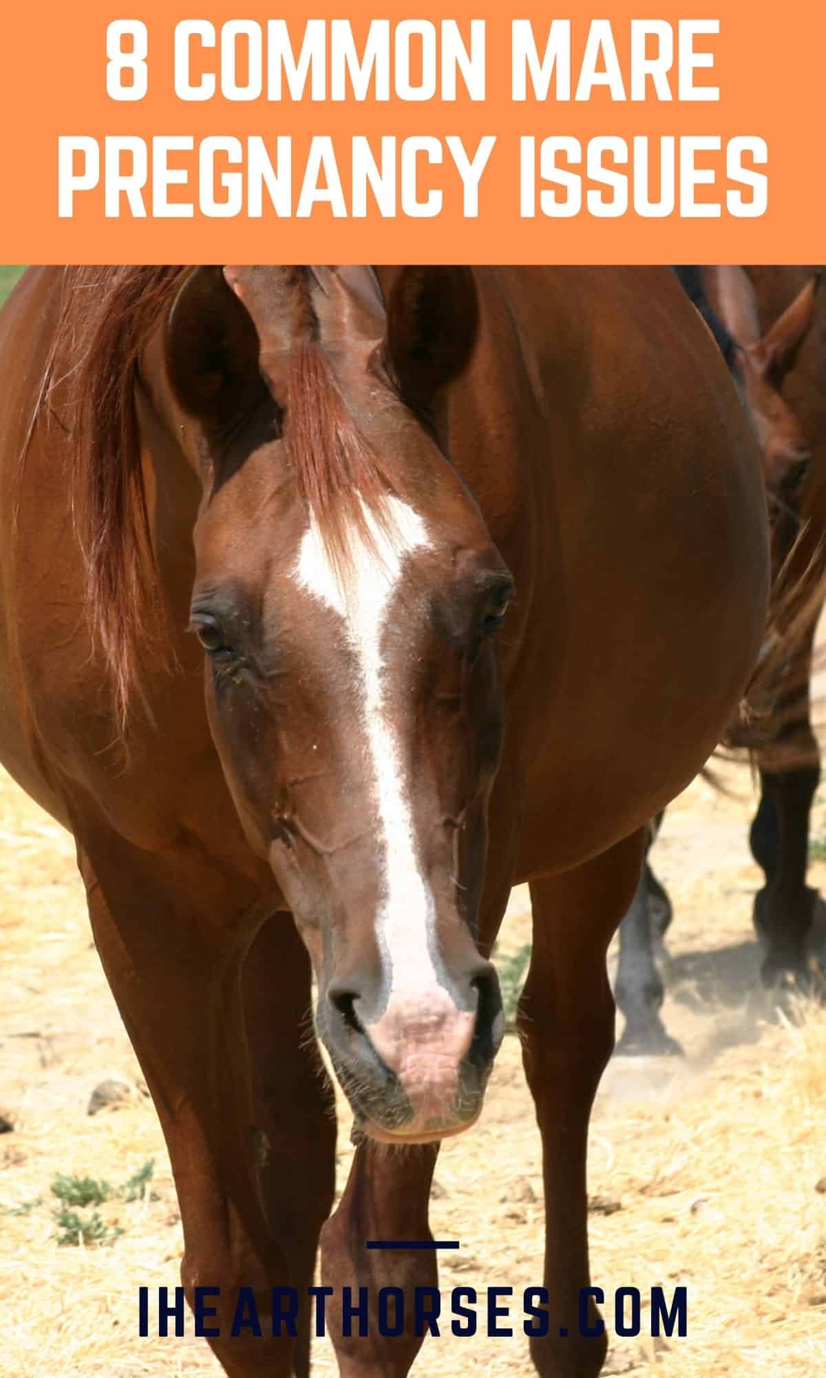 Brown pregnant mare with orange banner on top of image that says 8 common mare pregnancy issues