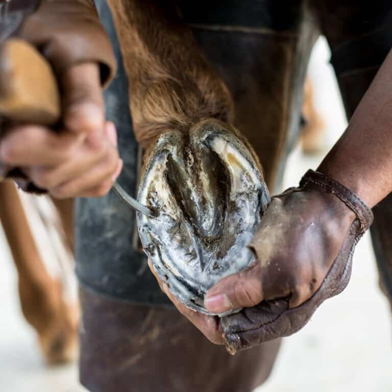 Horse hoof being prepped for a shoe
