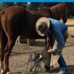 Man in blue shirt putting shoe onto horse