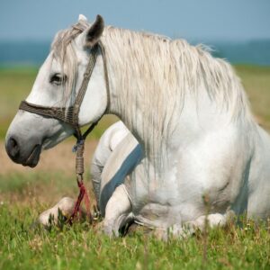 White horse lounging on grass
