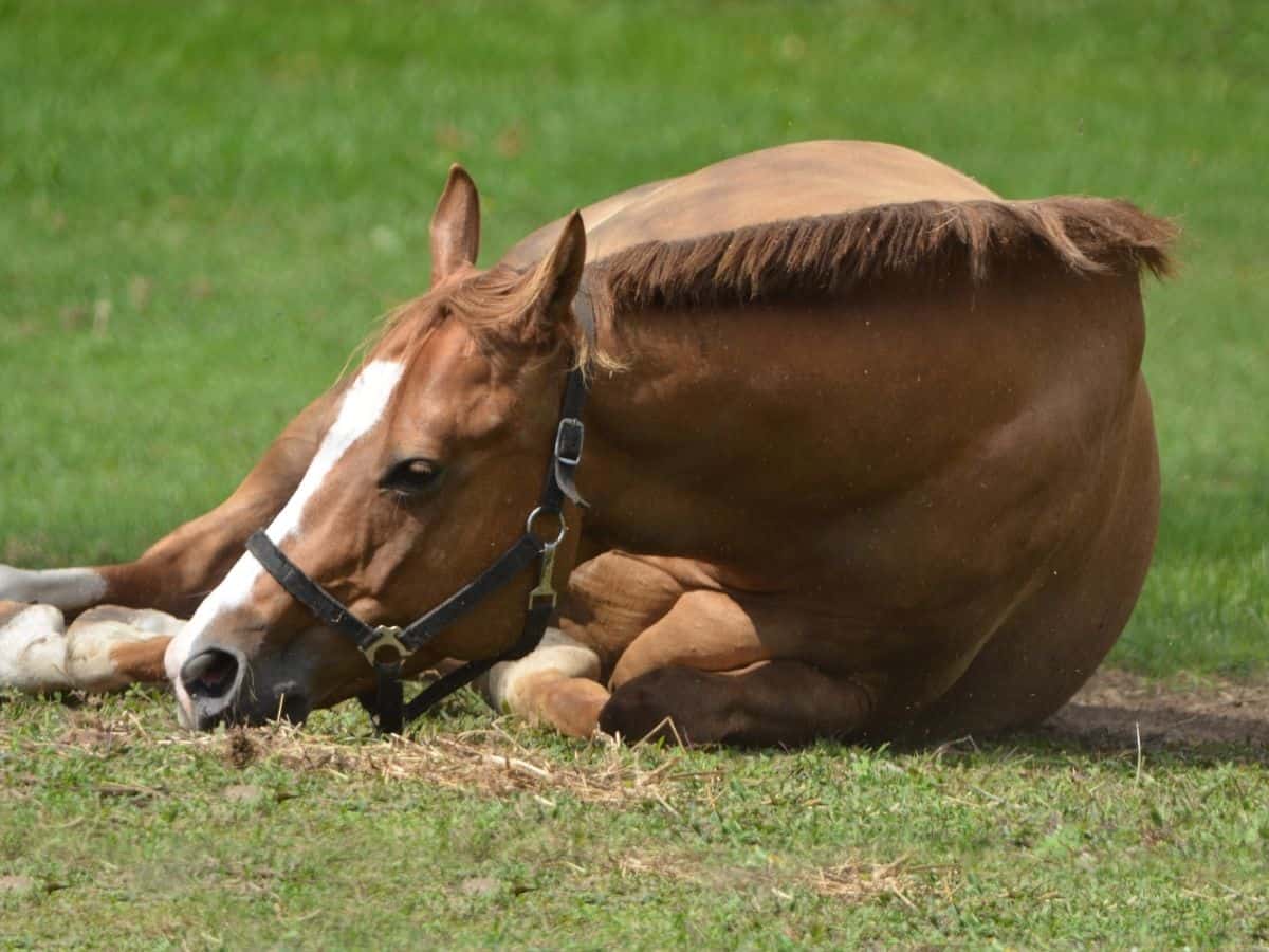 Brown horse laying down with white nose