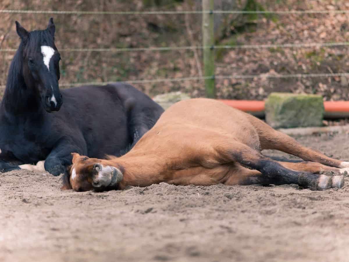 Black and blonde horses laying on dirt