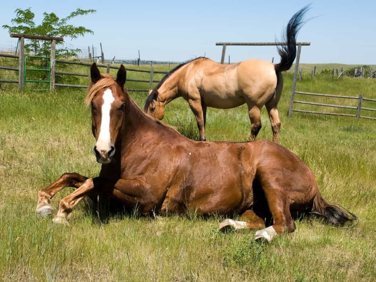 Brown horse laying on ground in front of blonde horse