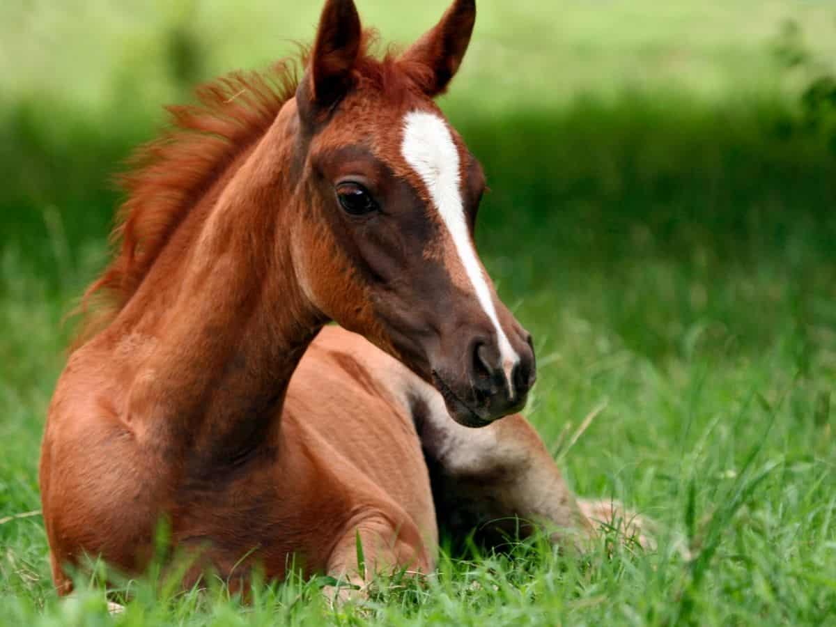 Brown horse with white face markings on grass