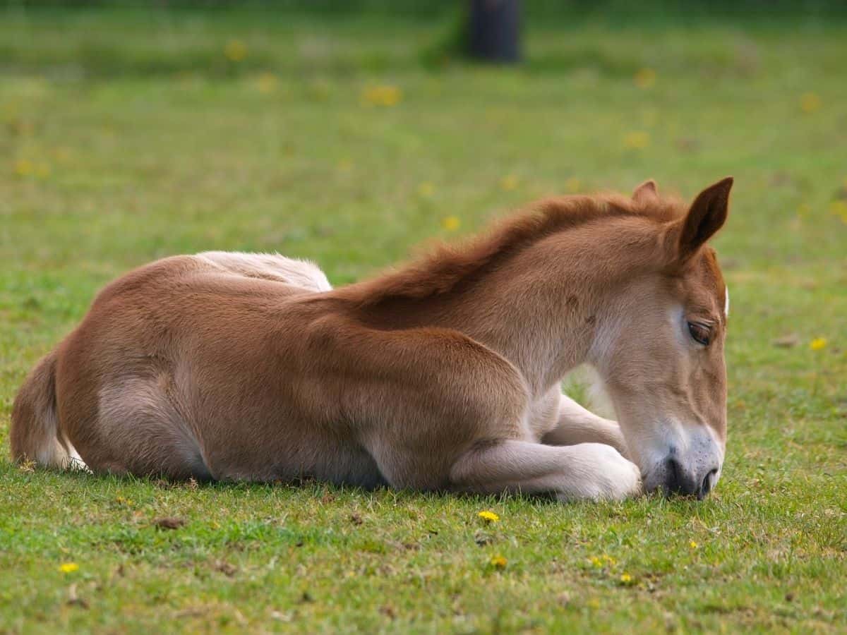 Blonde foal on grass