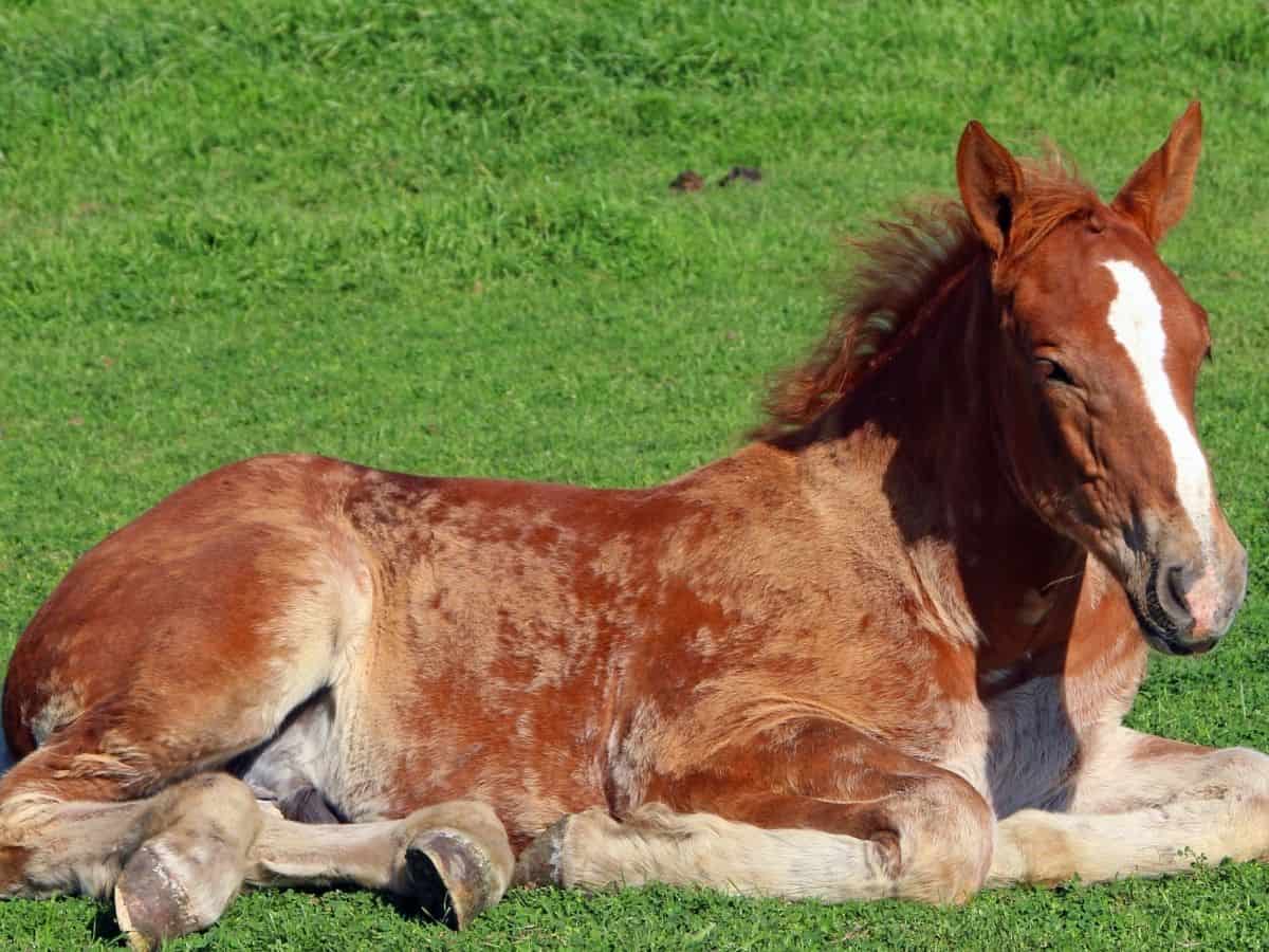 Spotted red horse laying on grass