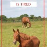 Pinterest image that says 10 reasons your horse is tired in red over white banners with horse sitting in foreground