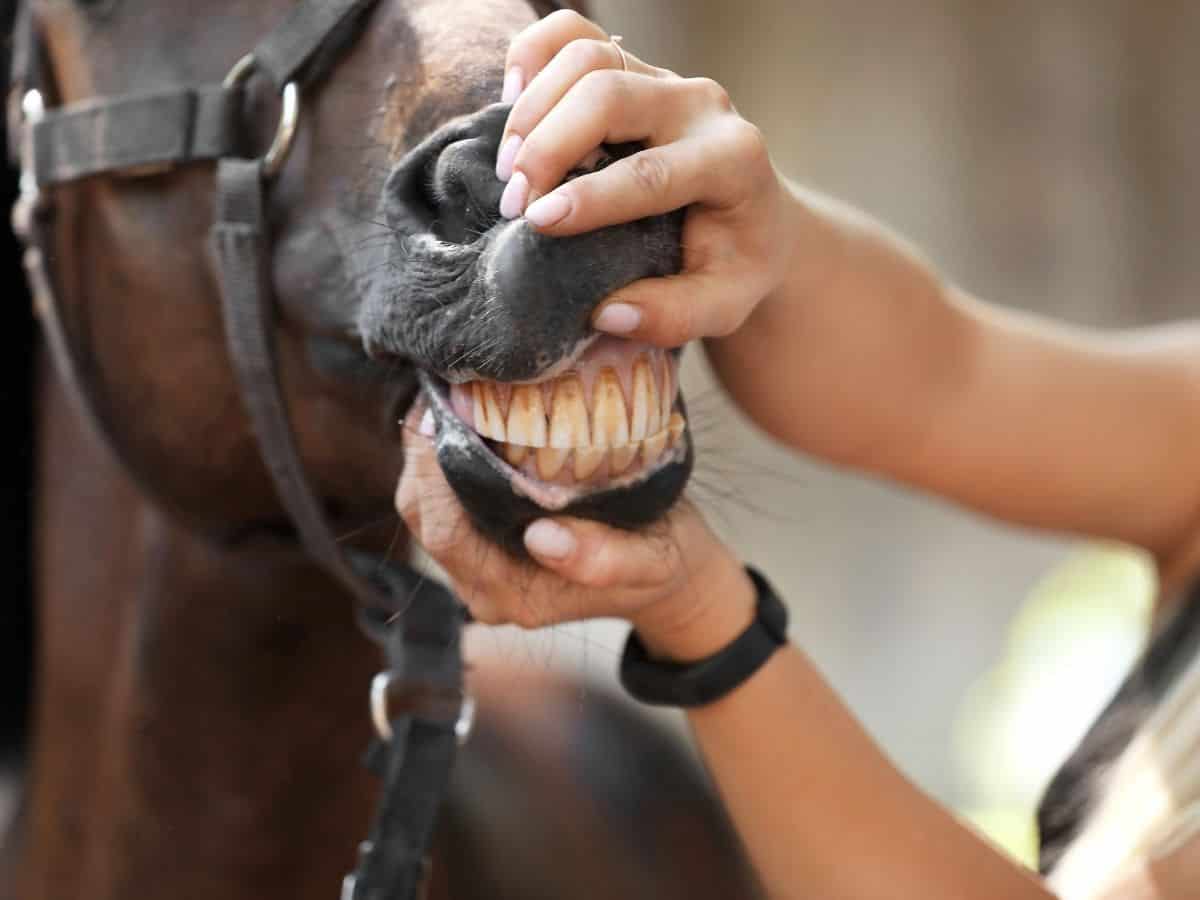 Hands holding horse mouth open to show teeth