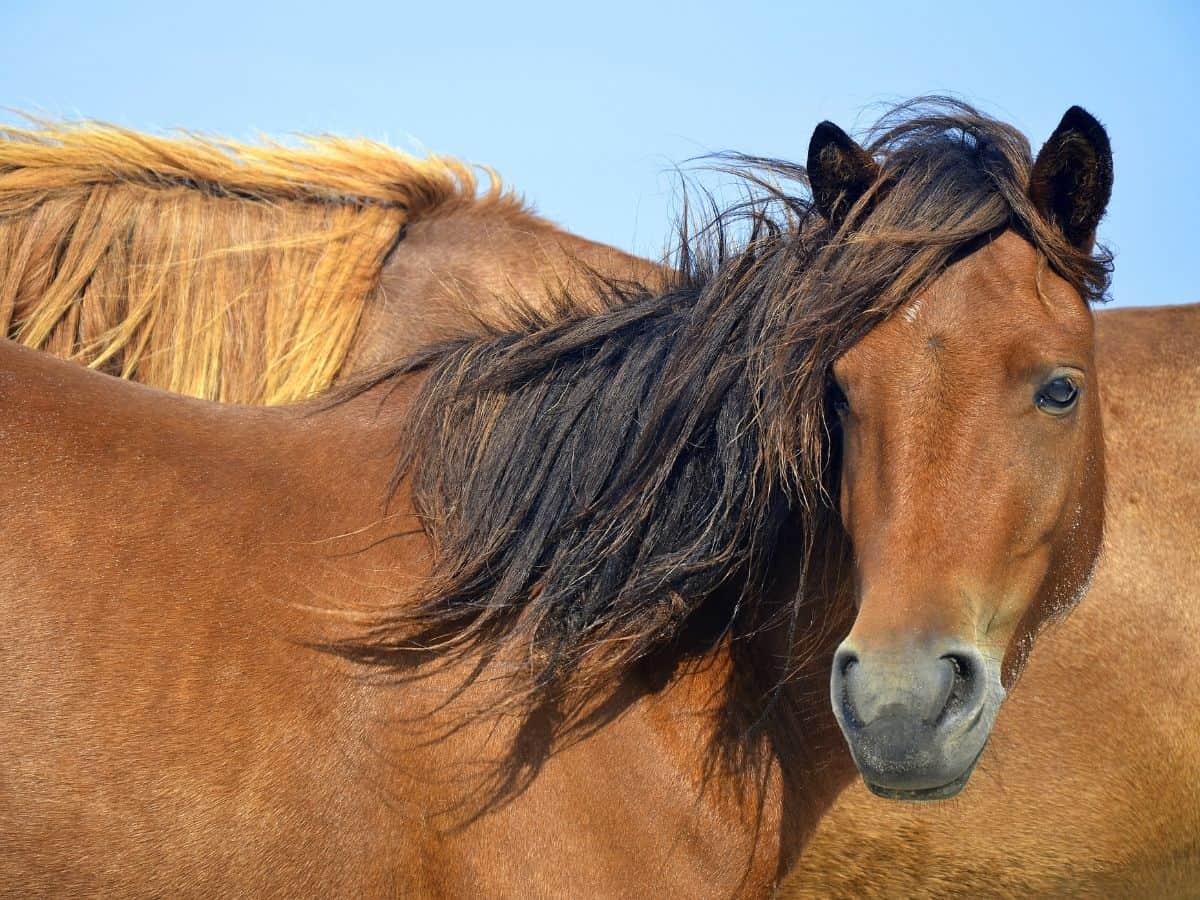 Brown horse with black mane