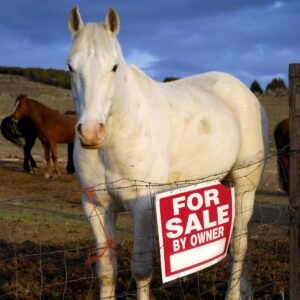 White horse by fence with for sale sign