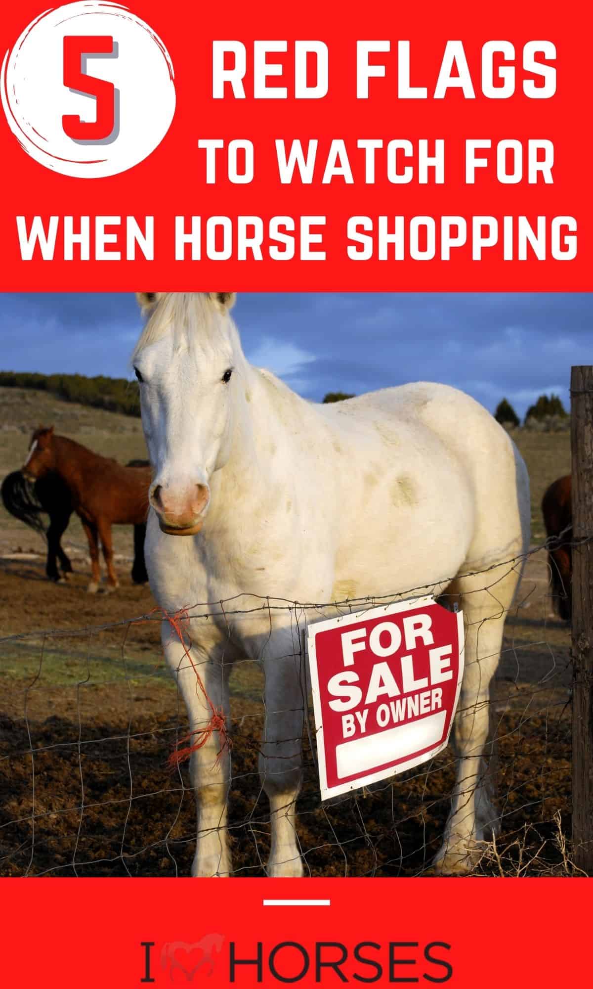 5 Horse Shopping Red Flags to Watch For When Buying a New Horse